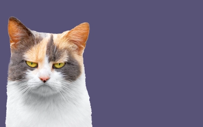 older cat looking grumpy