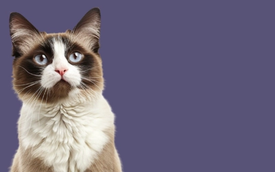 sitting photo of happy Snowshoe cat