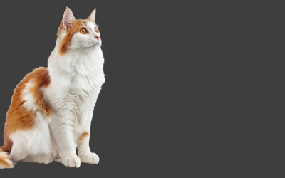 sitting photo of happy turkish van cat
