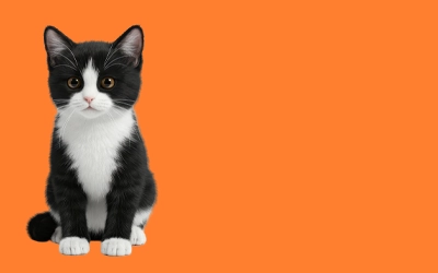 super cute little black and white tuxedo kitten