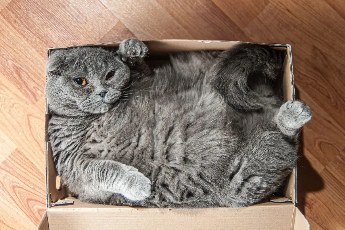 What Is the Safest Way to Manage Feline Obesity