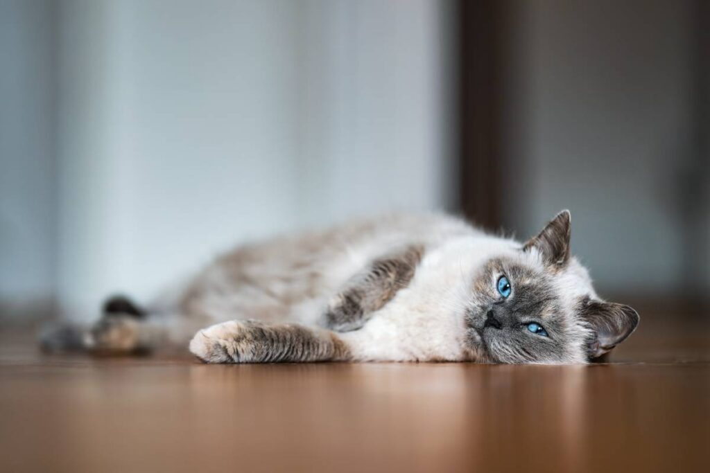 Is Your Cat Slowing Down? Signs of Pain and Arthritis You May Be Missing