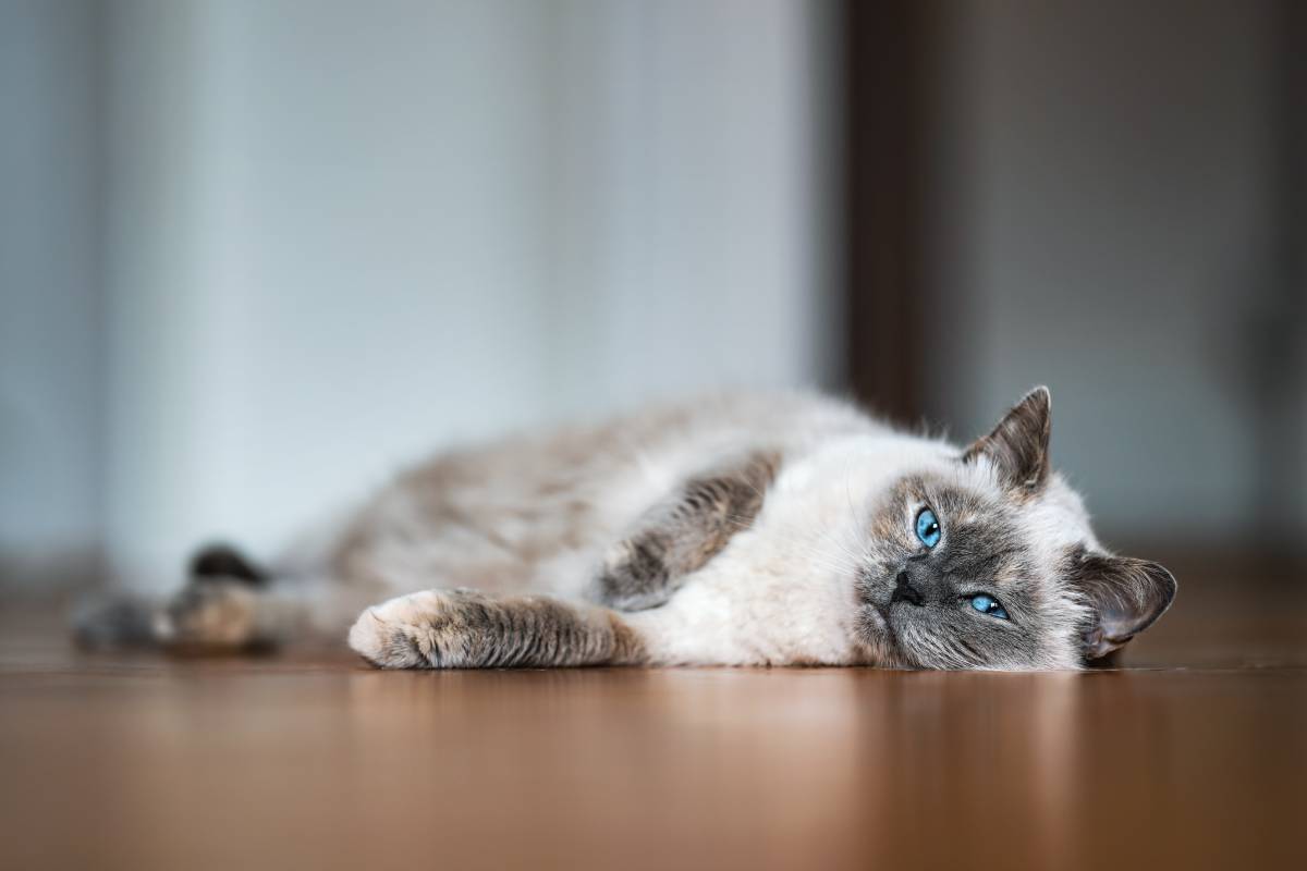 Is Your Cat Slowing Down? Signs of Pain and Arthritis You May Be Missing